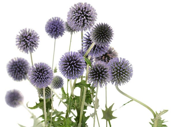 Hondro Sol Valgus ağacının bir parçası olarak Echinops